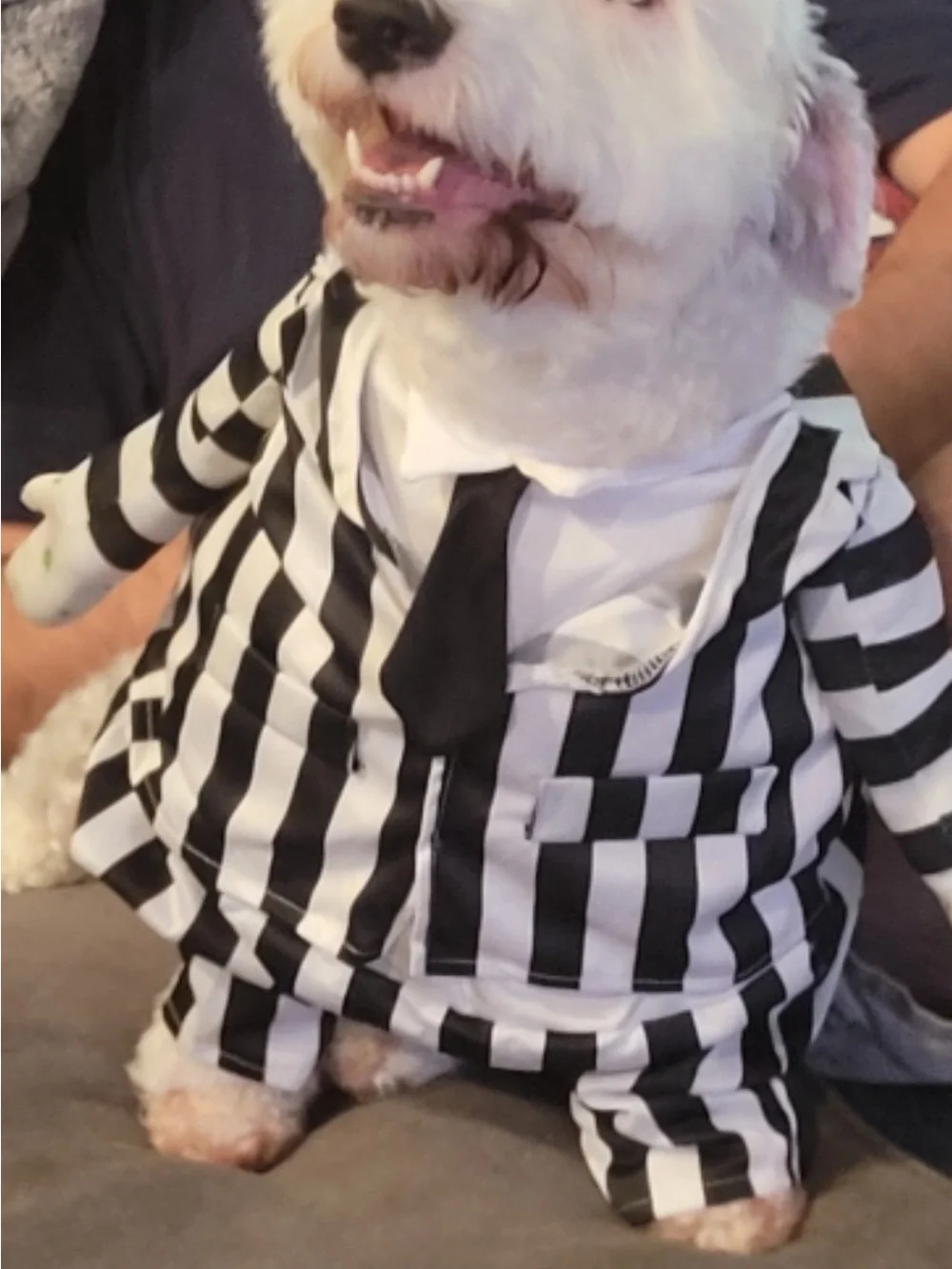 Beetlejuice-Inspired Black & White Striped Dog Jumpsuit with Wig